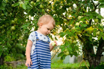 In a peaceful orchard, a toddler eagerly reaches for and eats a fresh apple. A healthy snack straight from nature. Quiet countryside life, freedom, and taste of real summer.