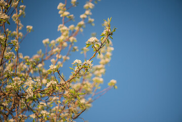 Pear tree blossoms against a blue sky in spring. Spring concept.