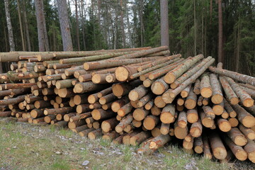 Wood timber cut off. Industrial forest work. Mostly fir trees. Sweden 2025.