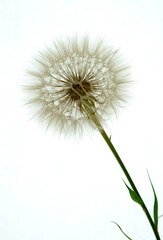 a gosbeard flower grows in a field