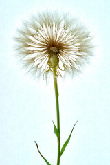 a gosbeard flower grows in a field