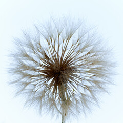 a gosbeard flower grows in a field