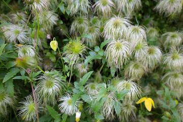 White fluffy flowers blooming in a garden