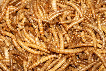 Close up of dried mealworms birdfood on a white background
