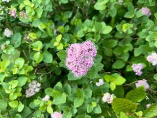 Heart-shaped cluster of delicate pink flowers blooming among vibrant green leaves. Symbol of natural love and beauty.
