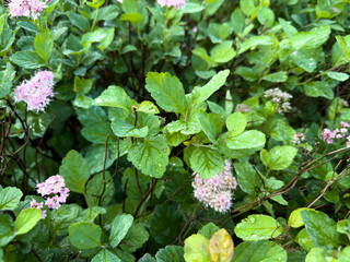 Close-up of fluffy pink flower blooming in the shape of a heart, surrounded by fresh green foliage in a summer garden.