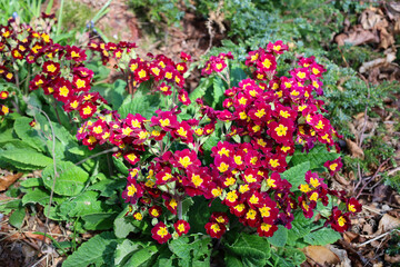 Pink flowers blooming in a garden