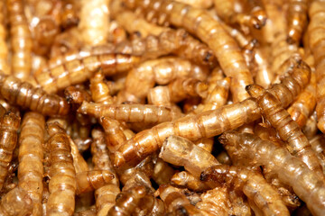 Close up of dried mealworms birdfood on a white background