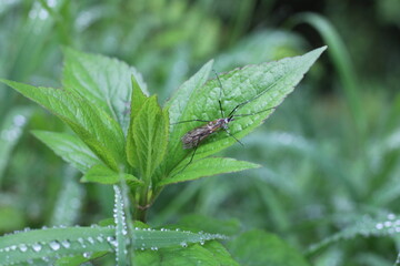 close up of a fern leaf