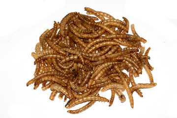 Obraz premium Close up of dried mealworms birdfood on a white background