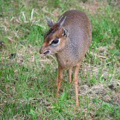 Kirk's dik-dik Standing on Grass