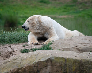 Polar Bear Resting on a Rock