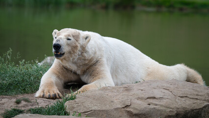 Polar Bear Resting on a Rock