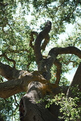 old oak tree