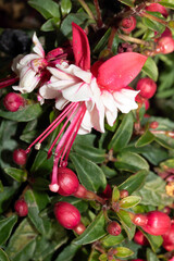 Close up of a fuchsia  flower and buds