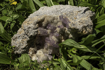 Detailed close-up of amethyst quartz crystals on natural stone, surrounded by lush grass. A perfect geological specimen photo for educational, scientific, decorative, or stock image collections