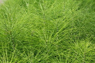 piccola foresta verde; equiseti