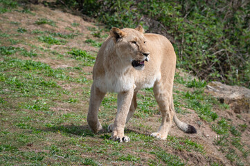 Young Lioness Standing on Grass