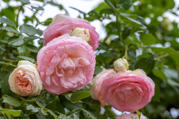 Pastel pink climbing rose in water droplets.