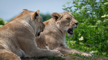 Two Young Lionesses Resting Together