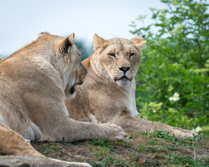 Two Young Lionesses Resting Together