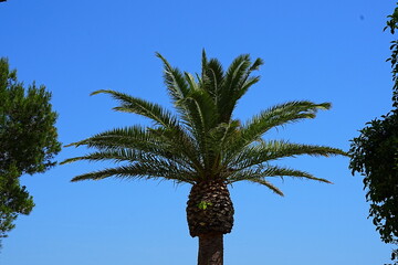 Palm tree in summer