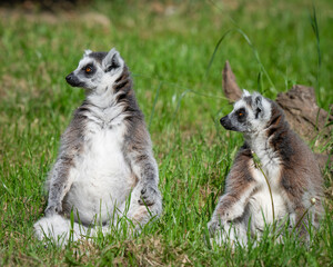Pair Ring-tailed Lemur Enjoying the Sunshine