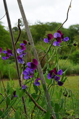 lathyrus odoratus, sweet pea, purple flower, double colour, flower, summer, british summer, summer garden, europe, cambridge, cambridge botanic garden, may 2025