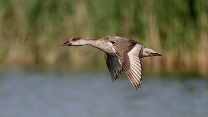 Red-crested Pochard bird flying over the lake