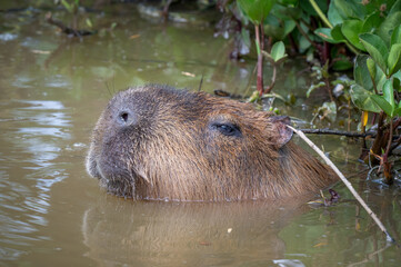 Capybara Swimming in Water
