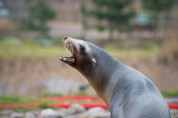 Californian Sealion Portrait