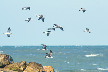Flock of seagulls flying on the seashore