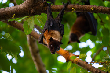 Indian Flying Fox