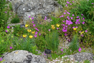 rock garden, flowers, summer garden, cambridge, cambridge botanic gardens