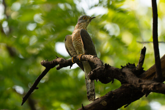 Common Hawk-cuckoo