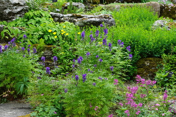 rock garden, flowers, summer garden, cambridge, cambridge botanic gardens, may 2025, Aconitum napellus, Monkshood