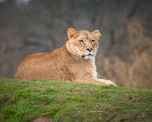 Young Lioness Resting 