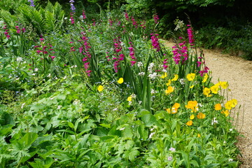pink flower, gladiolus, flowers, summer garden, cambridge, cambridge botanic gardens, may 2025