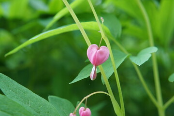 heart, valentines, dicentra, pink flower, bleeding heart, Lamprocapnos spectabilis (L.) Fukuhara, flowers, summer garden, cambridge, cambridge botanic gardens, may 2025