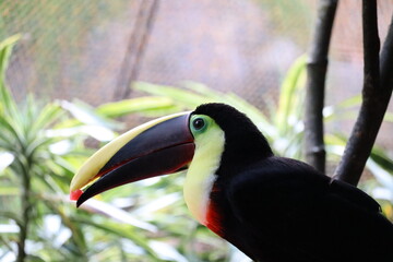 Toucan