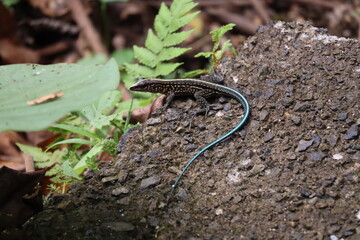 Central American whiptail