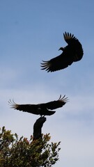 Vultures in flight
