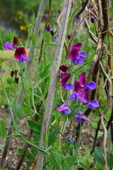 lathyrus odoratus, sweet pea, purple flower, double colour, flower, summer, british summer, summer garden, europe, cambridge, cambridge botanic garden, may 2025
