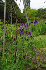 lathyrus odoratus, sweet pea, purple flower, double colour, flower, summer, british summer, summer garden, europe, cambridge, cambridge botanic garden, may 2025
