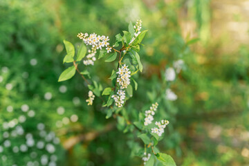 Natural background with soft bokeh creates a fresh and peaceful seasonal atmosphere