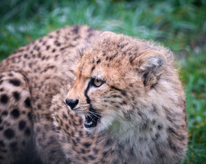Close-up Cheetah Cub