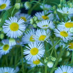 Obraz premium Phalacrolóma ánnuum flowers grow in garden