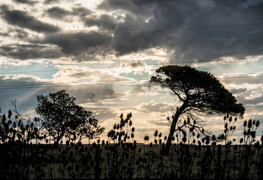 Eucaliptis tree and pasture fields in Santa Clara del Mar , Buenos Aires , Argentina