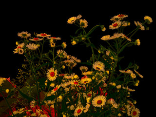 Phalacrolóma ánnuum flowers grow in garden