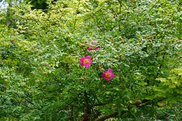 rosa x coryana, pink rose, rose, bush, shrub, flowers, summer garden, cambridge, cambridge botanic gardens, may 2025